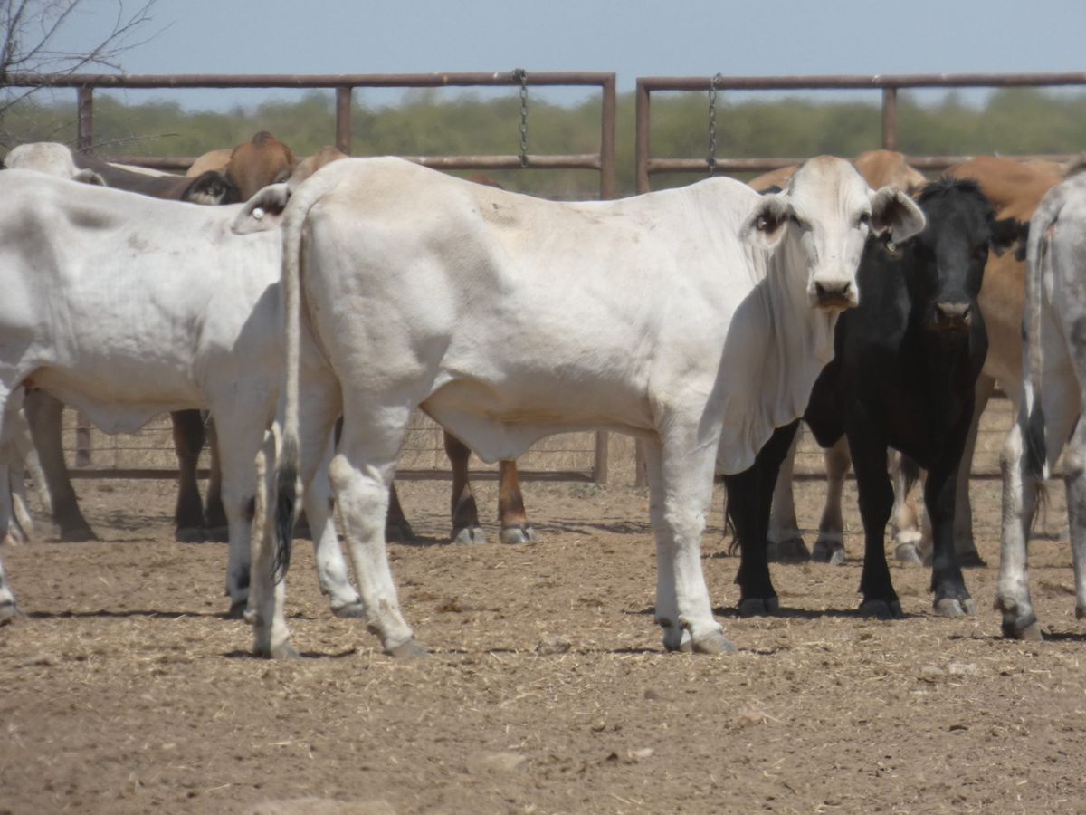 151 PTE No4. Composite Heifers