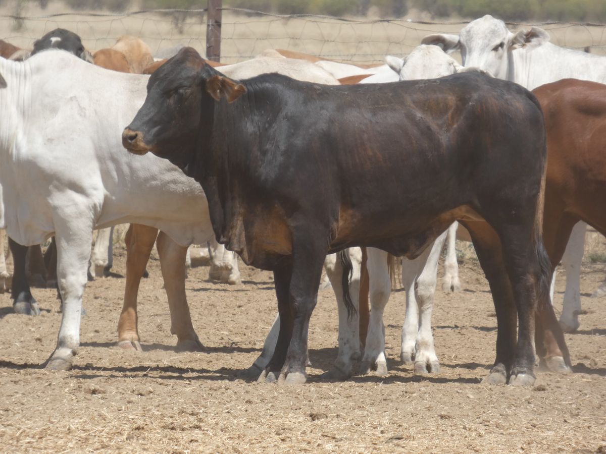 151 PTE No4. Composite Heifers