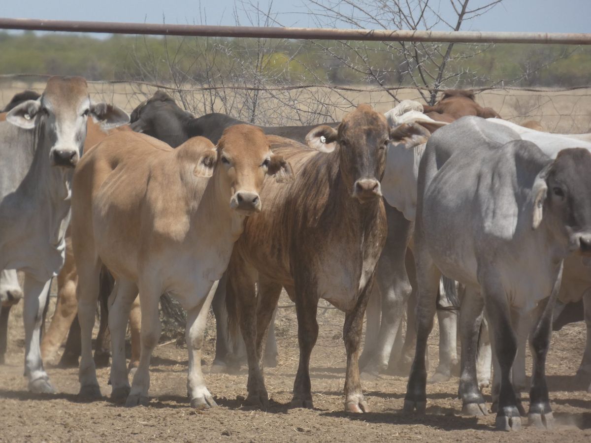 151 PTE No4. Composite Heifers