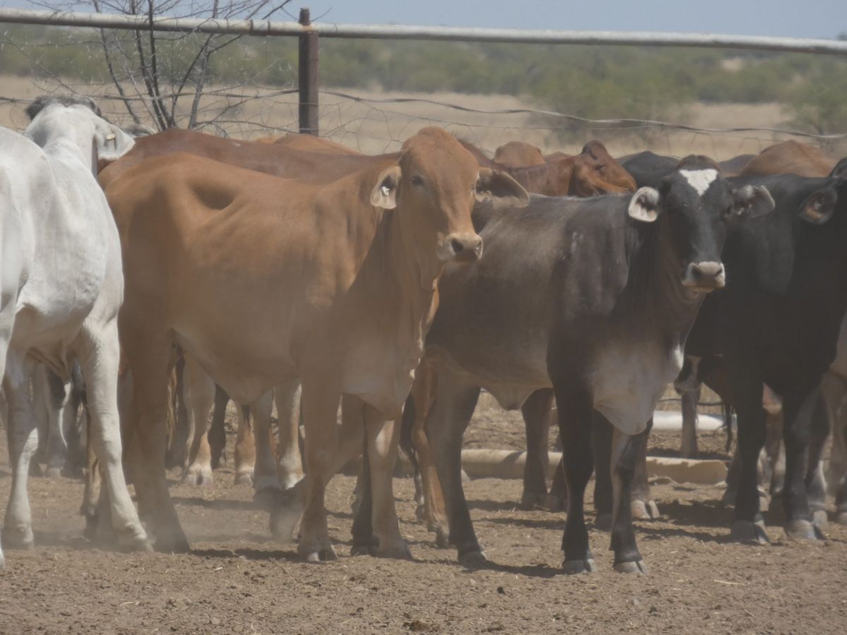151 PTE No4. Composite Heifers