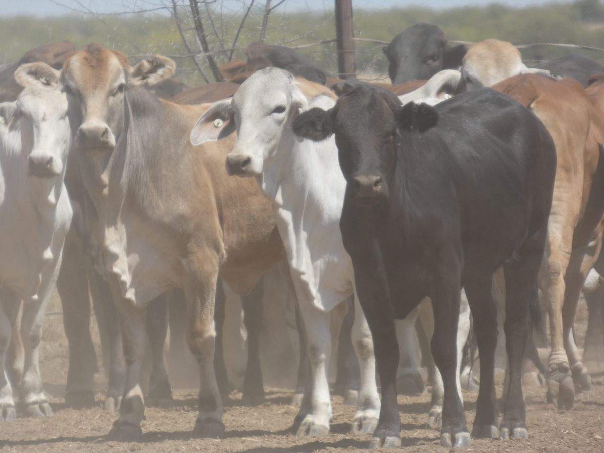 151 PTE No4. Composite Heifers