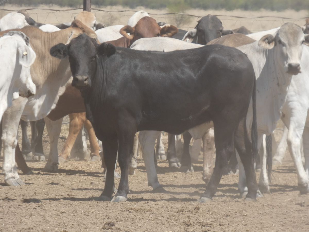 151 PTE No4. Composite Heifers