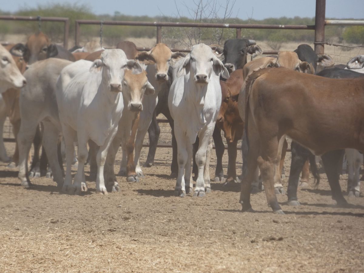 151 PTE No4. Composite Heifers