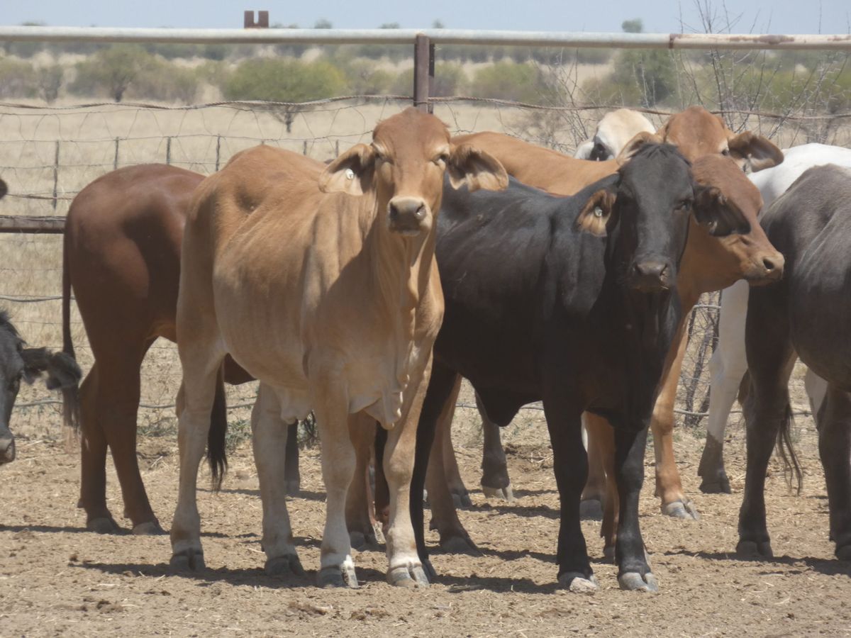151 PTE No4. Composite Heifers