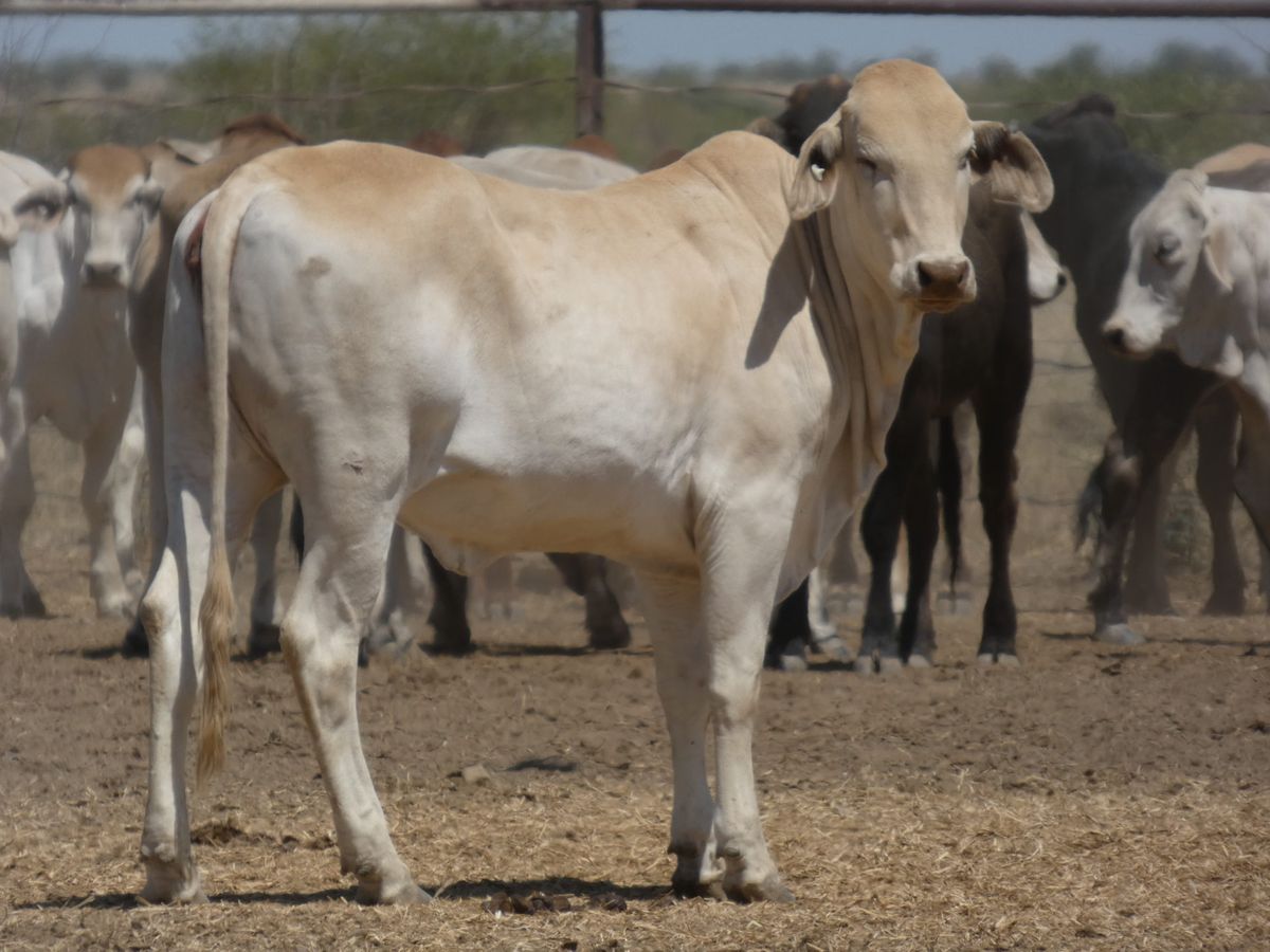 151 PTE No4. Composite Heifers