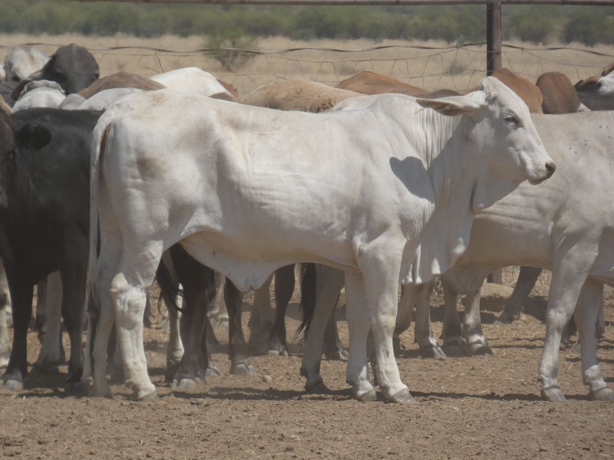 151 PTE No4. Composite Heifers
