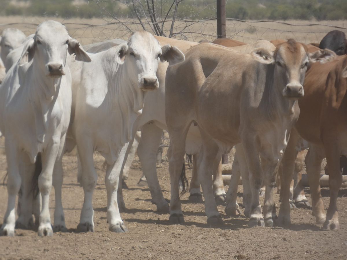 151 PTE No4. Composite Heifers