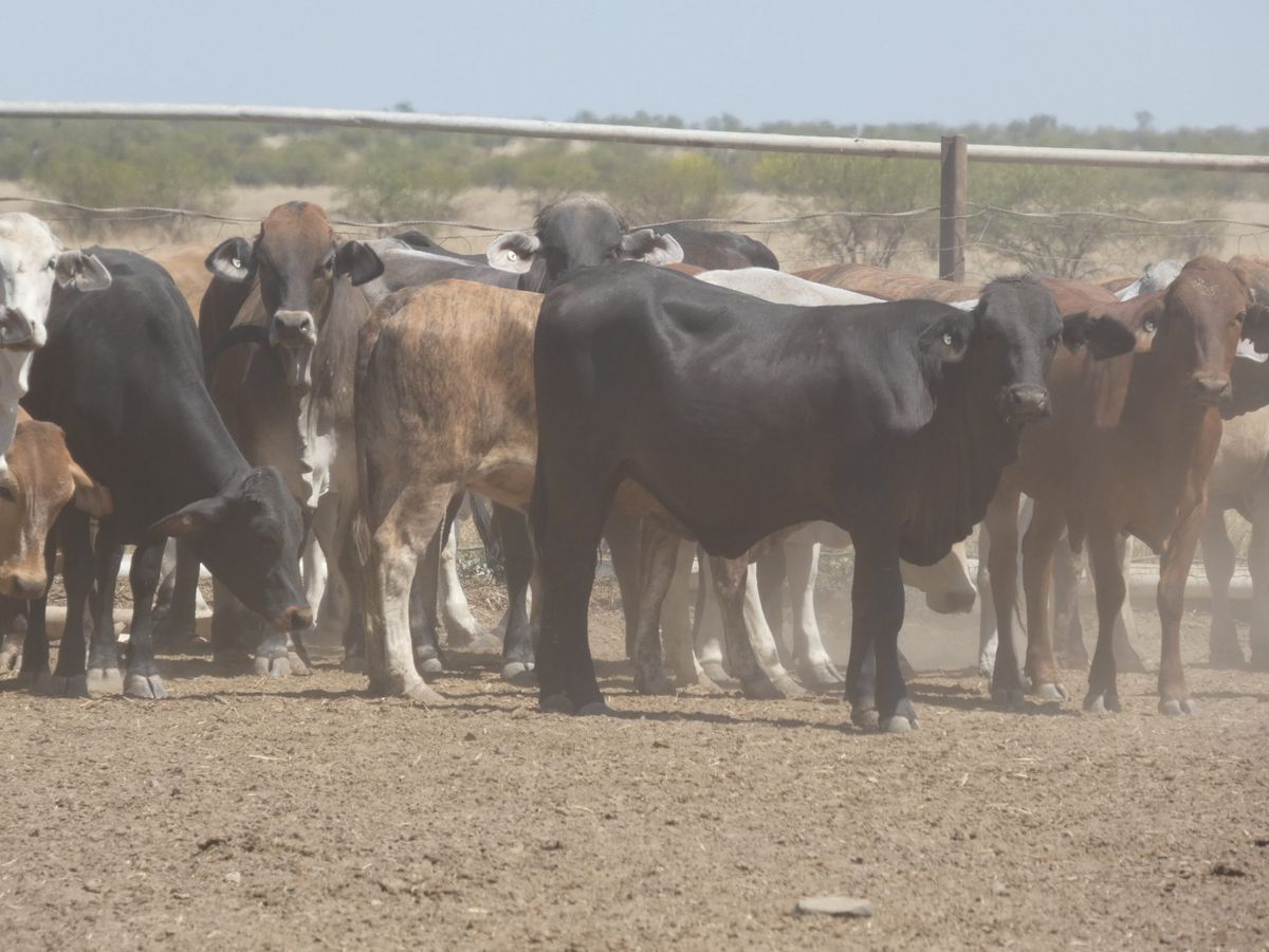 151 PTE No4. Composite Heifers