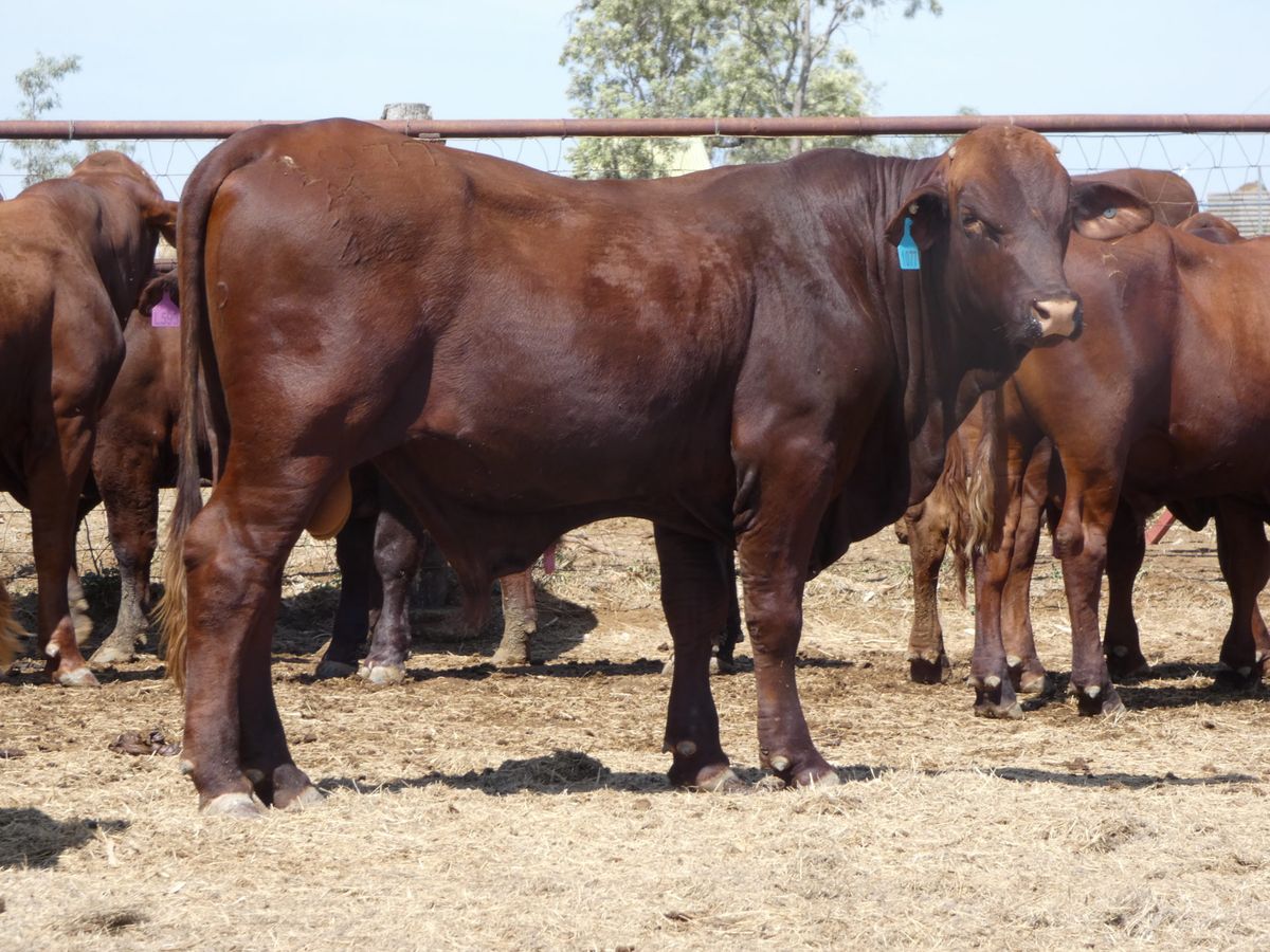 14 Santa Gertrudis Bulls