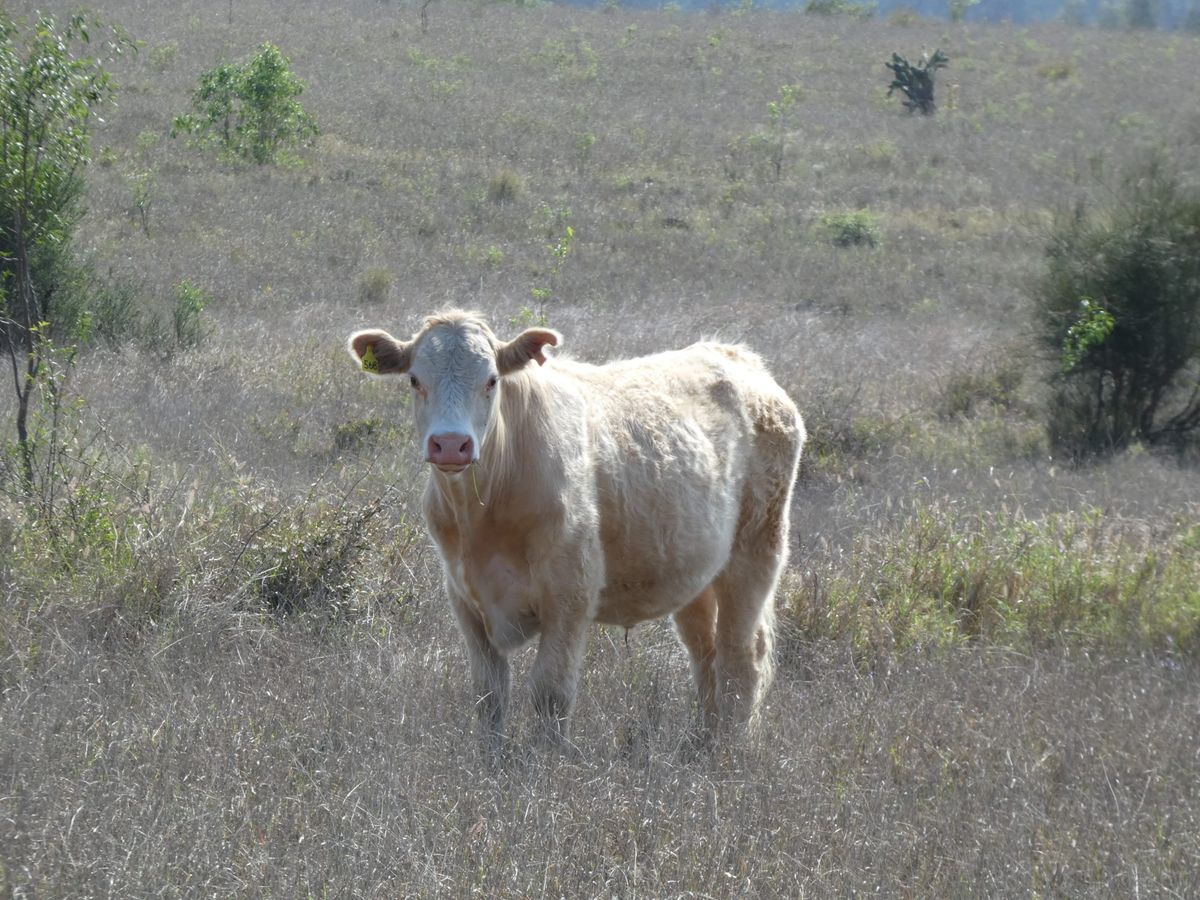 120 EU Charolais / Hereford Cross Steers