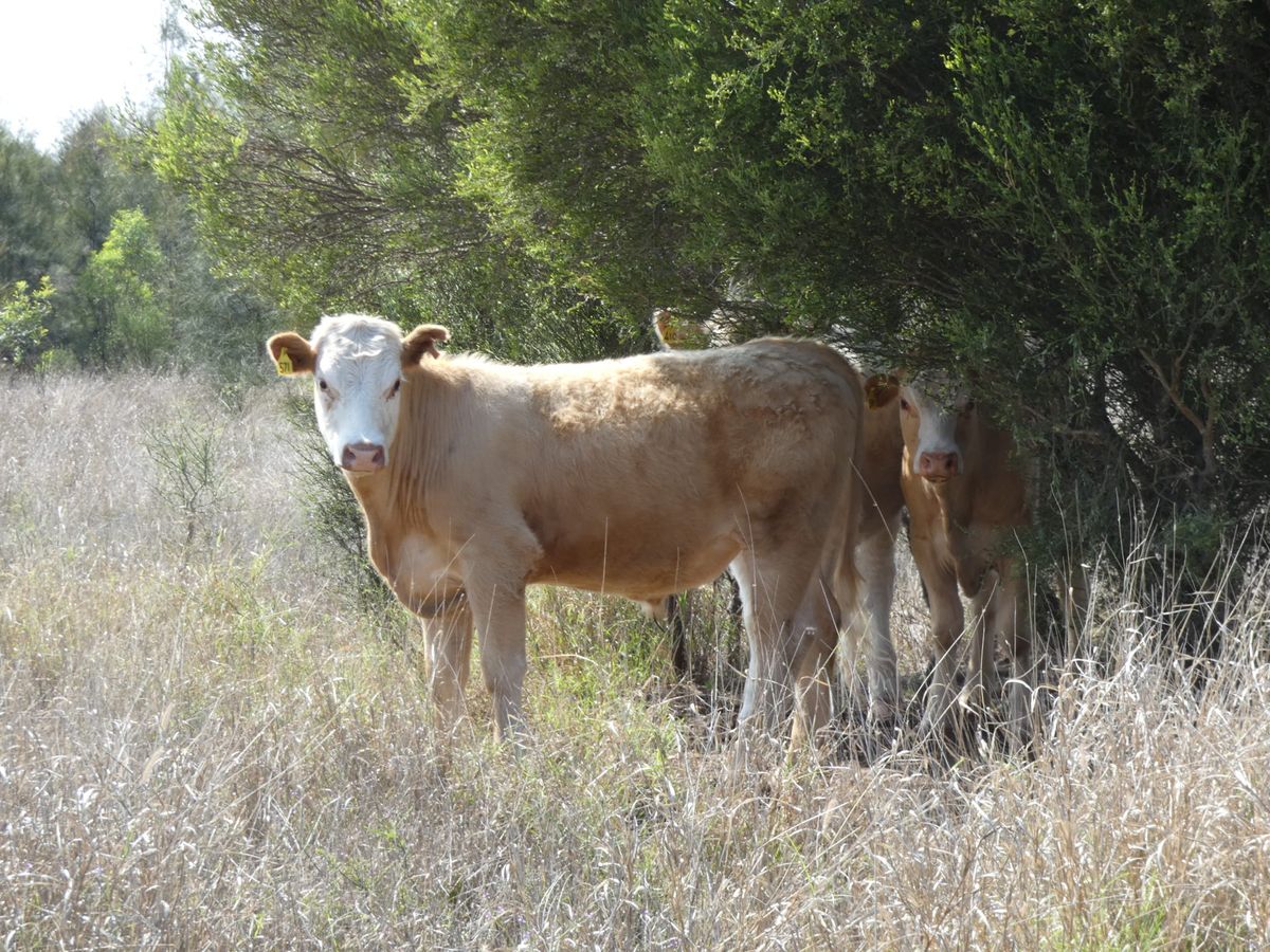 120 EU Charolais / Hereford Cross Steers