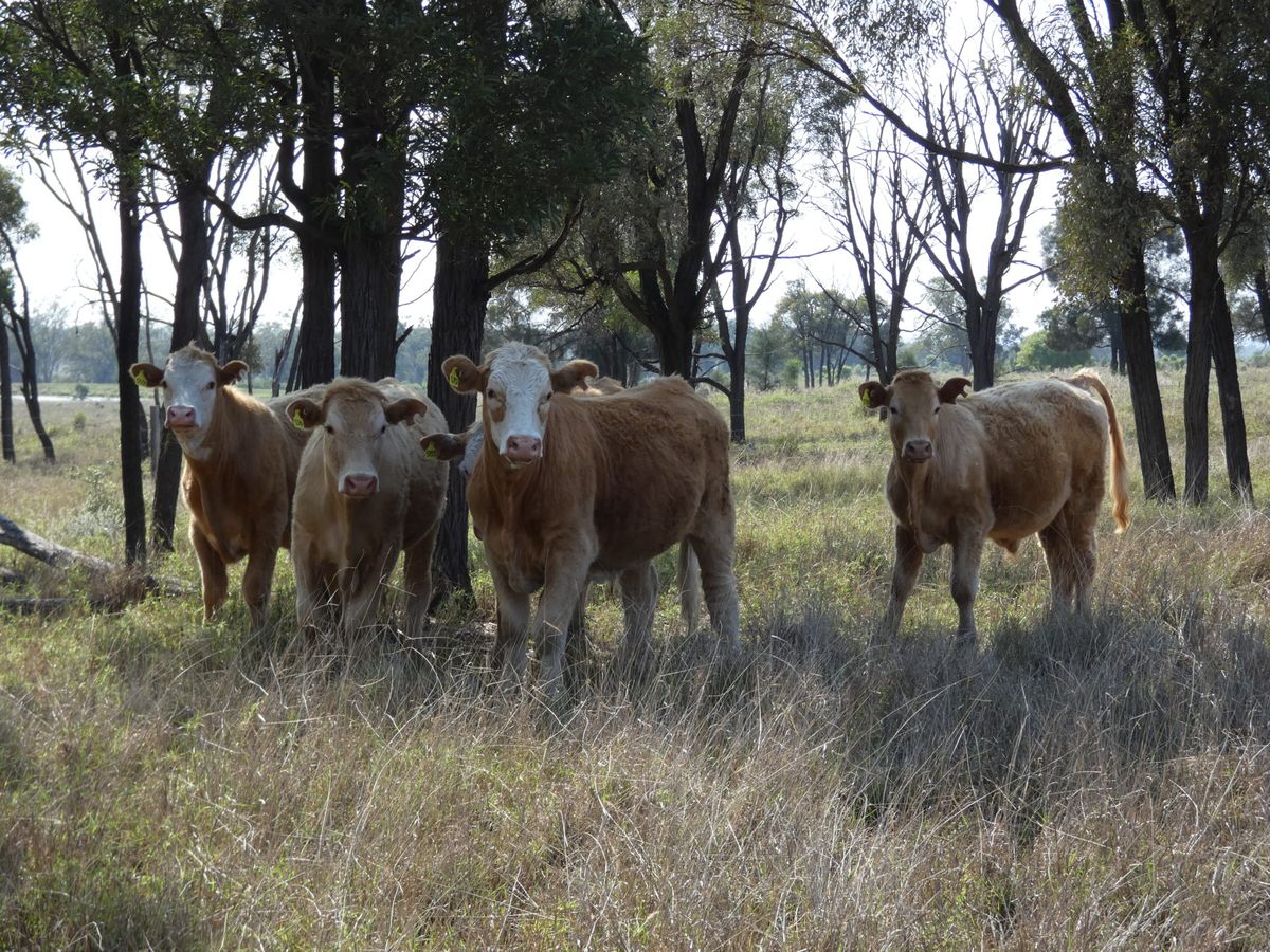 120 EU Charolais / Hereford Cross Steers