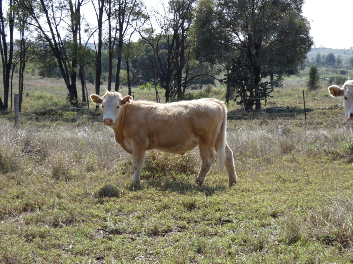 120 EU Charolais / Hereford Cross Steers