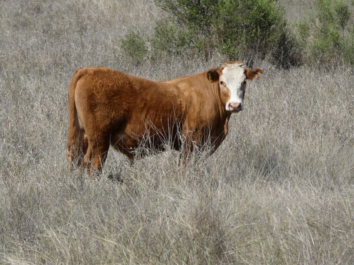 120 EU Charolais / Hereford Cross Steers