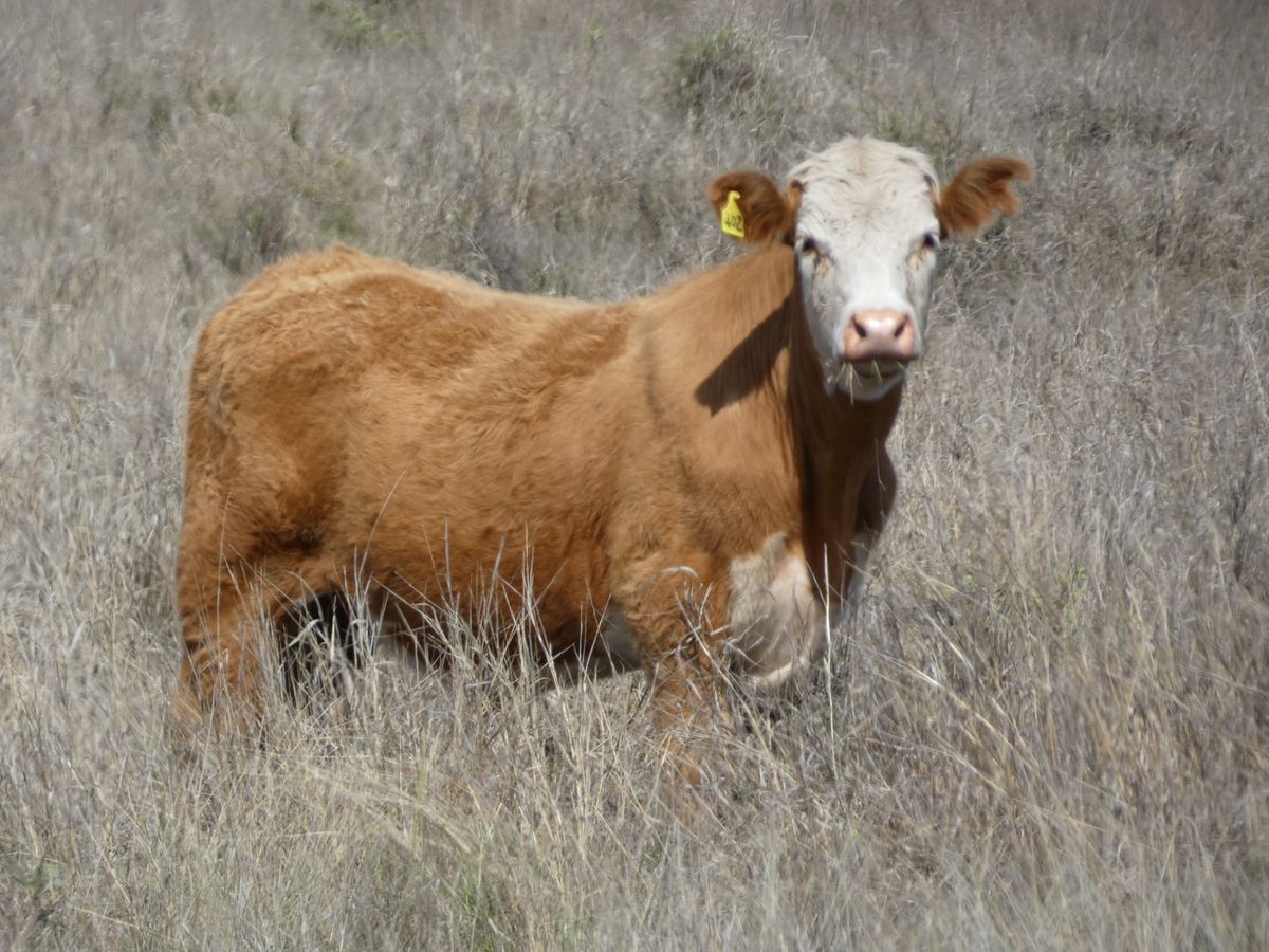 120 EU Charolais / Hereford Cross Steers