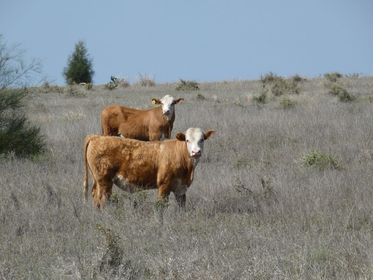 120 EU Charolais / Hereford Cross Steers