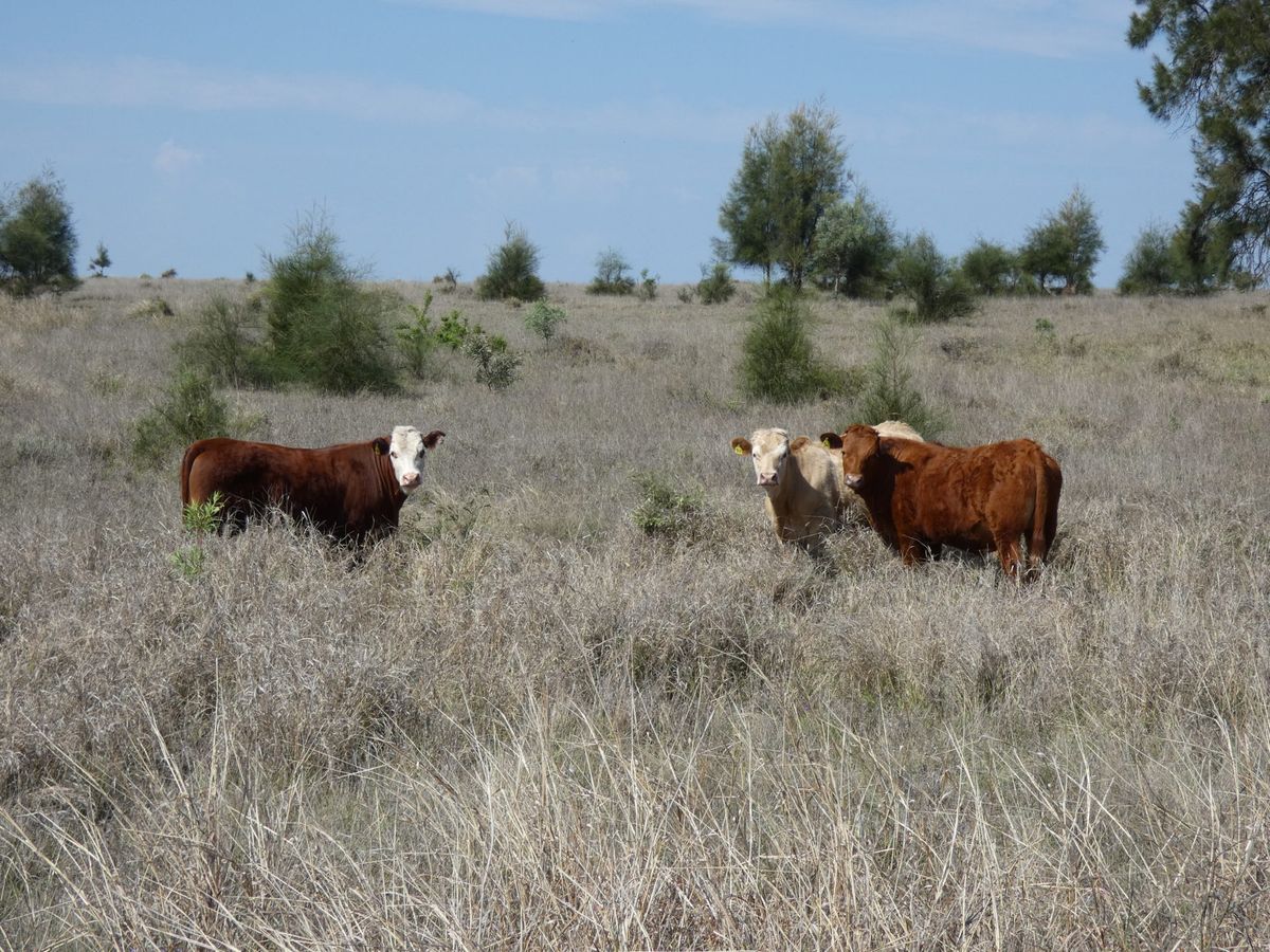 120 EU Charolais / Hereford Cross Steers