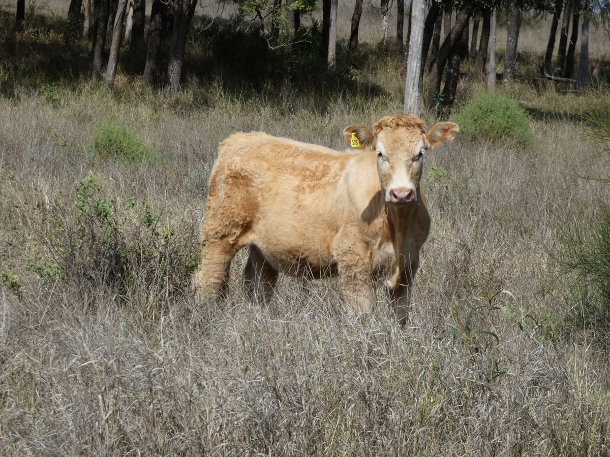 120 EU Charolais / Hereford Cross Steers