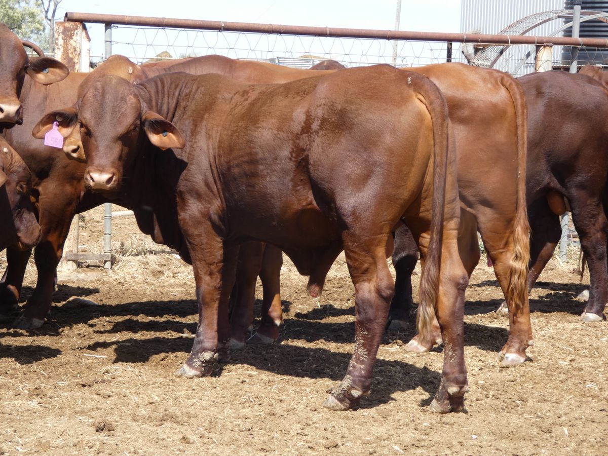 14 Santa Gertrudis Bulls