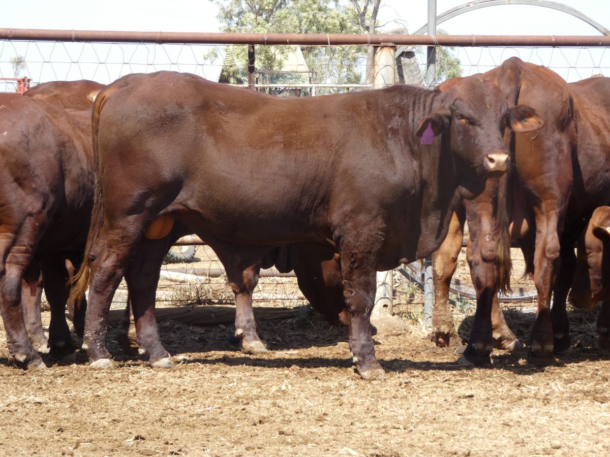 14 Santa Gertrudis Bulls