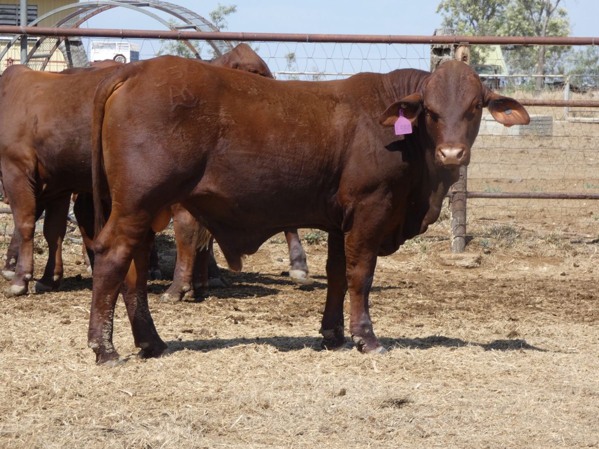 14 Santa Gertrudis Bulls
