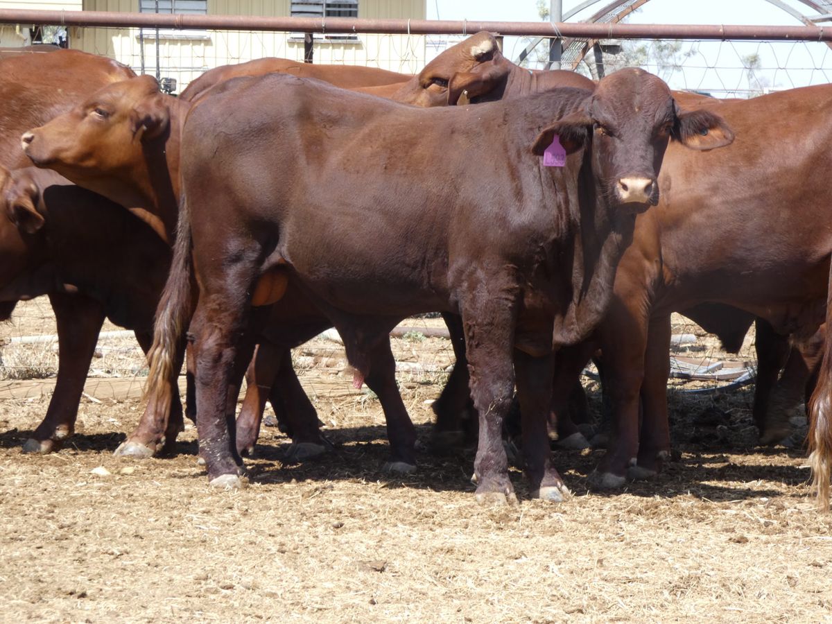 14 Santa Gertrudis Bulls