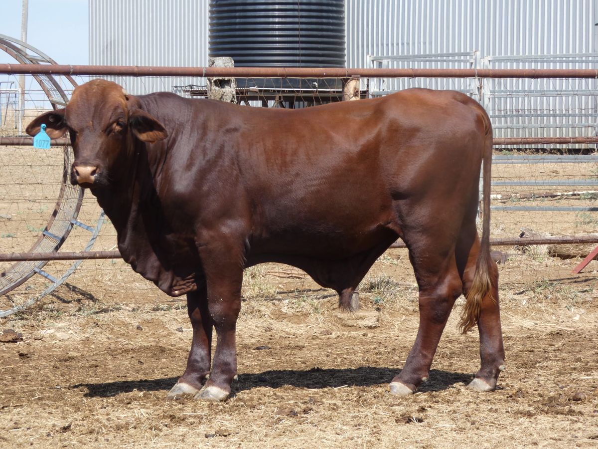 14 Santa Gertrudis Bulls