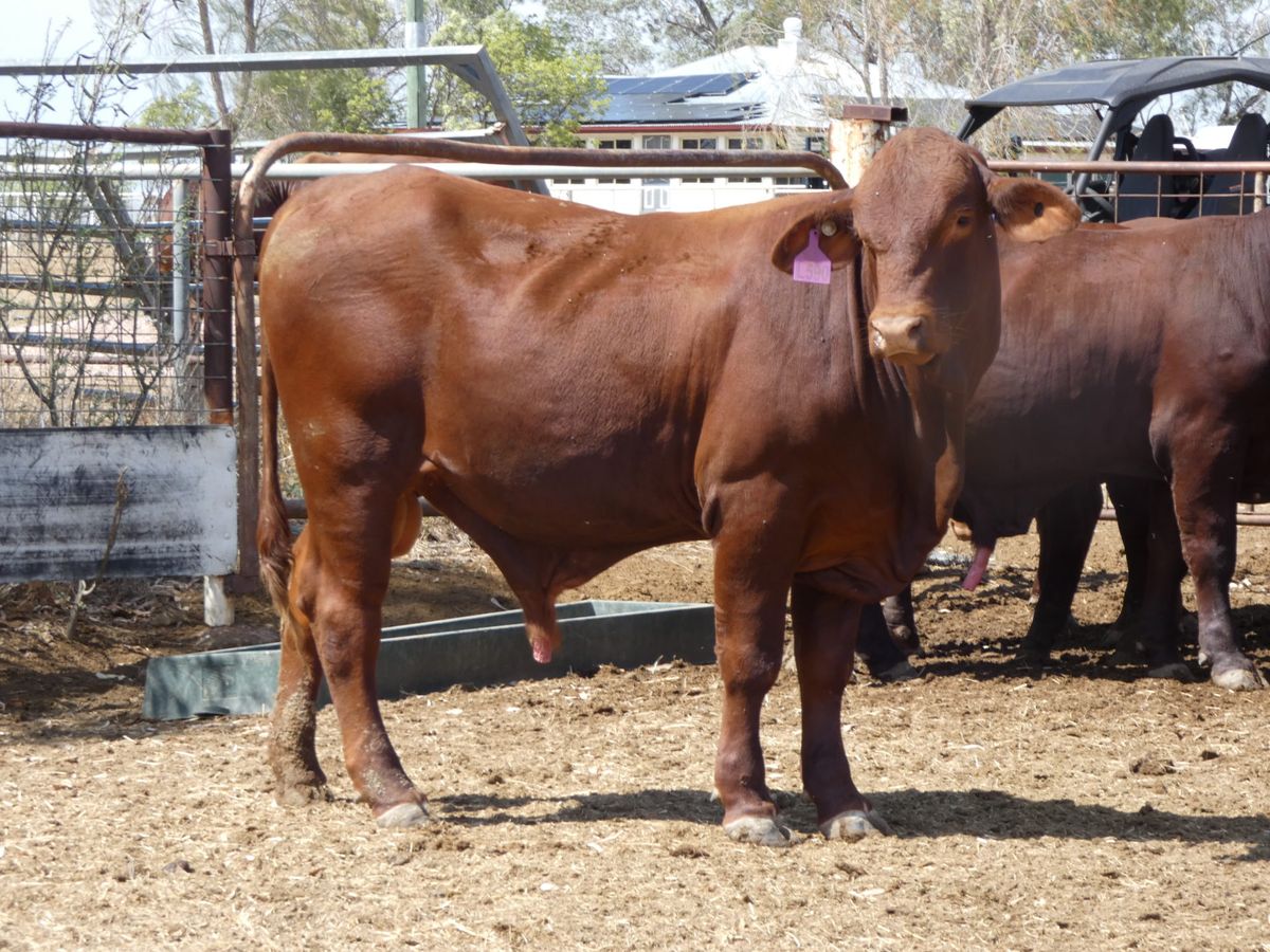 14 Santa Gertrudis Bulls