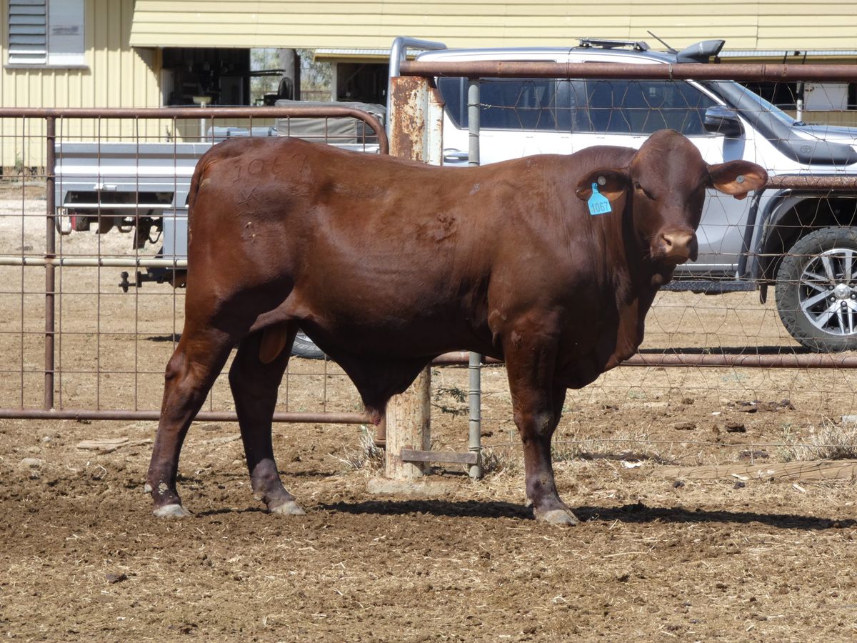 14 Santa Gertrudis Bulls