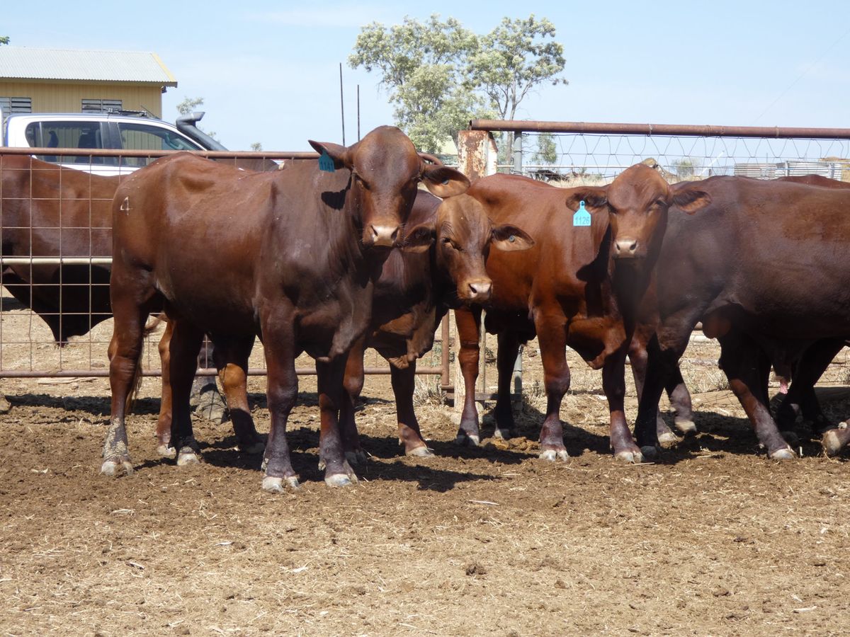 14 Santa Gertrudis Bulls