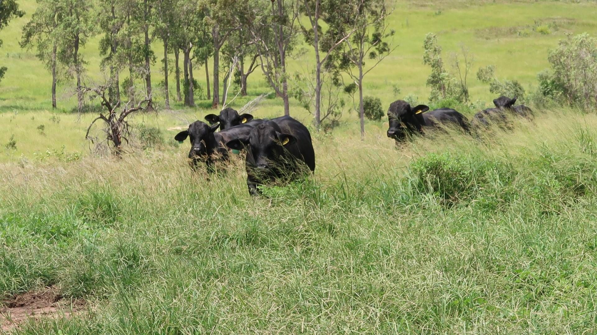 Glenrosa Available in Separate Titles TopX Australia