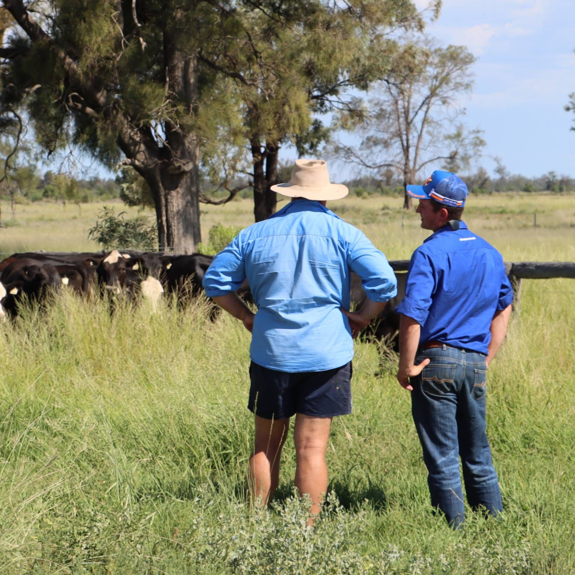 Experienced Livestock Agents / Operators TopX Australia