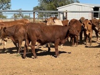 192 Good Quality Cross bred No.4 Heifers