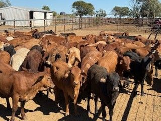 192 Good Quality Cross bred No.4 Heifers
