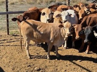 192 Good Quality Cross bred No.4 Heifers