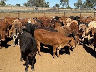 192 Good Quality Cross bred No.4 Heifers