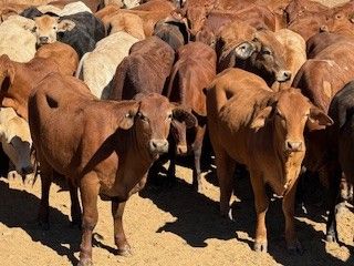 192 Good Quality Cross bred No.4 Heifers
