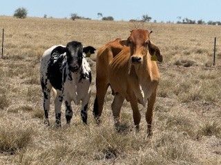 App. 300x300 Brahman & Xbred Cows and Calves