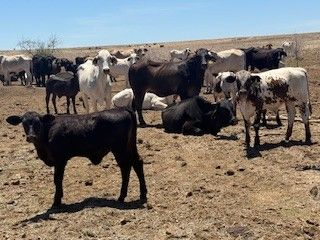 App. 300x300 Brahman & Xbred Cows and Calves