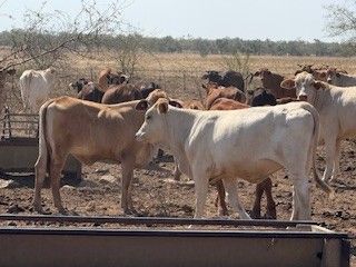 6-12decks Light weight BrahmanX Heifers