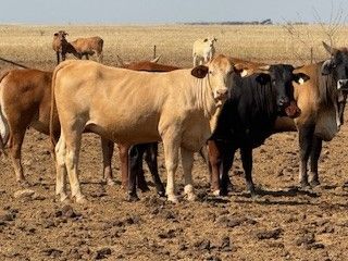 6-12decks Light weight BrahmanX Heifers