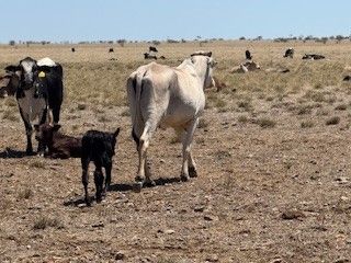 App. 300x300 Brahman & Xbred Cows and Calves