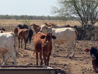 6-12decks Light weight BrahmanX Heifers