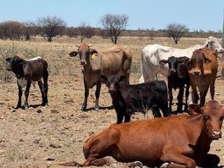 App. 300x300 Brahman & Xbred Cows and Calves