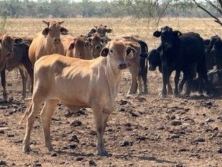 6-12decks Light weight BrahmanX Heifers