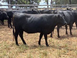Angus PTIC No 4  Heifers
