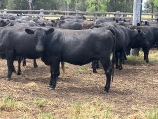 Angus PTIC No 4  Heifers