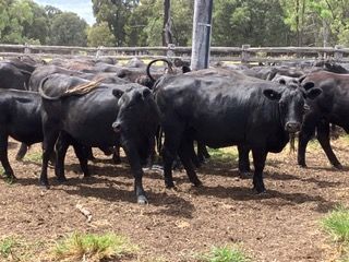 Angus PTIC No 4  Heifers