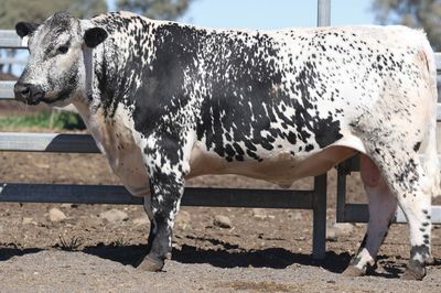 Wattle Grove Speckle Park Triple Treat Sale
