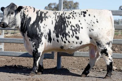 Wattle Grove Speckle Park Triple Treat Sale